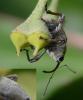 Curculio glandium